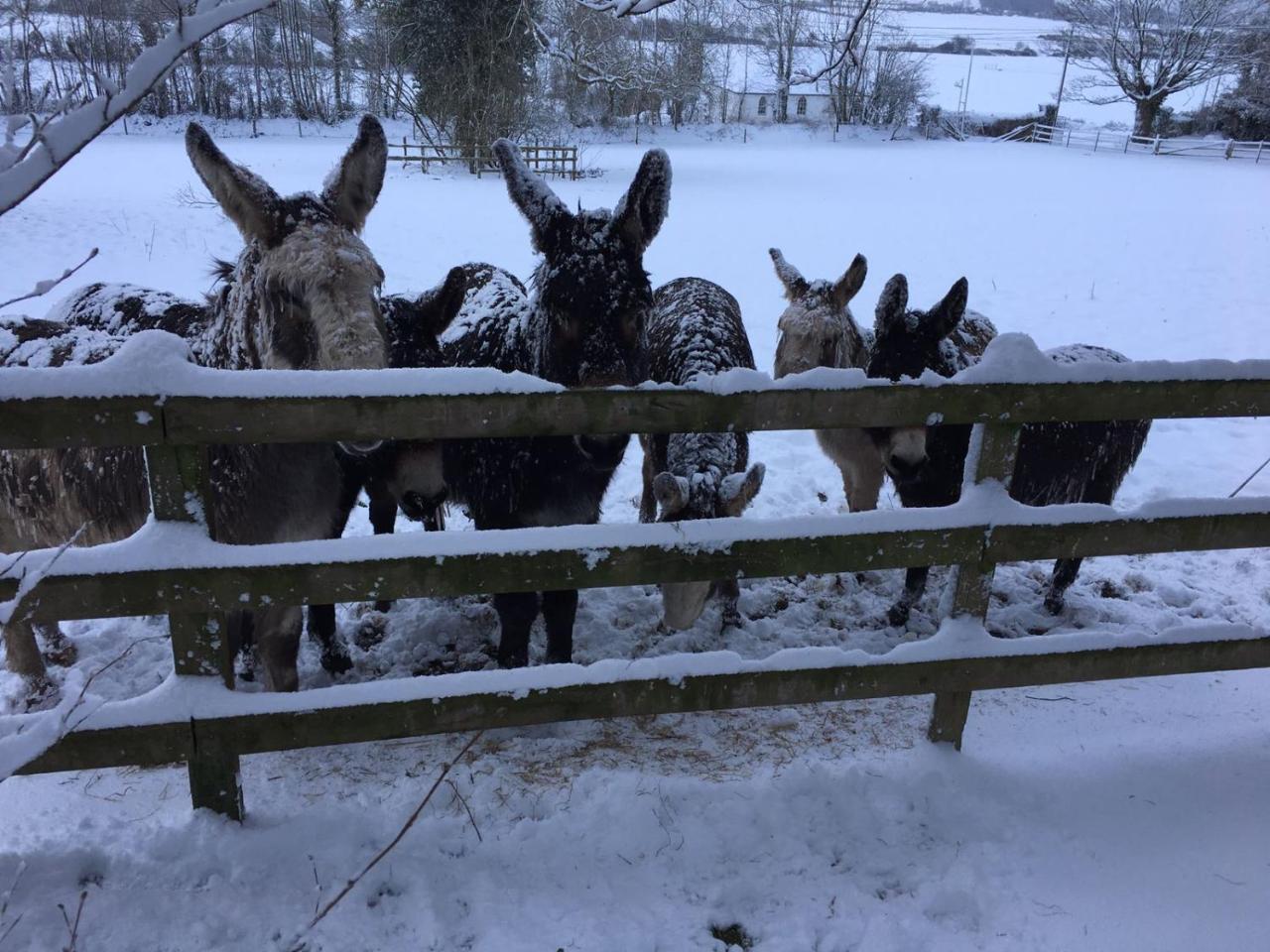 Barnabrow Country House Killinagh Zewnętrze zdjęcie